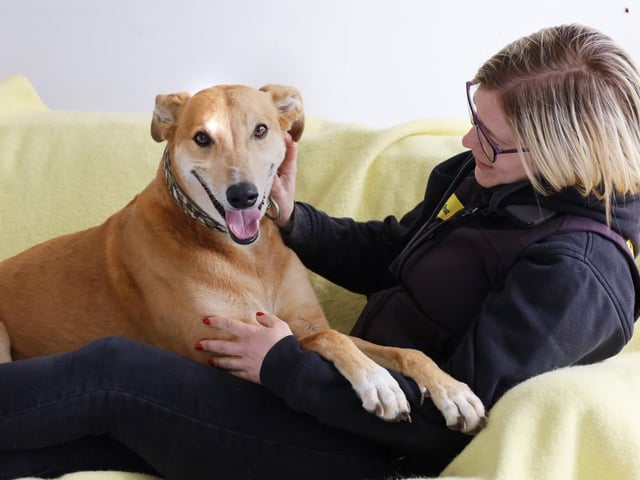 Jake is one of the sweetest, most loving dogs you could ever wish to meet. He's 7 years old and due to an unsettled life previously he's been left with a few anxieties. He likes to take his time to get to know you properly but if you put in the time to come and see him regularly and give him the space he needs initially then in no time he'll be your shadow! He's super foody so if there are a few treats on offer he'll show you all his training moves. Once he's bonded with you he'll show you what a fun and playful boy he really is.
