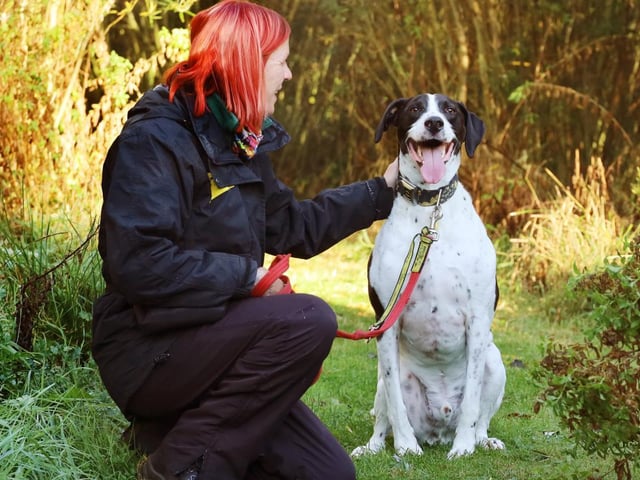 Stanley is an intelligent, interactive, and frankly stunningly beautiful chap. He is a big lad with a solid build, and he can be strong on lead at times - especially if there is a critter or two to chase! Stanley has been with us for some time and he has previously been rehomed and returned to us due to his behaviour. Because of this, he is looking for an owner with dog experience, time on their hands, an interest in training and behaviour, and who has a Stanley-sized-space on their sofa! He is worried by new faces so introductions need to be gradual and walking areas carefully chosen.