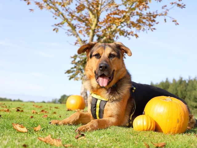 How handsome is Buster? He's absolutely adored by all his handlers and here's why He's almost 3yrs old and although he had a very unsettled start in life has, he is the most loving boy. He's immediately friendly with everyone he meets and once he knows you well, he will shower you with affection. He loves being with his human friends and gets really playful if you bring his toys out. A game of fetch will always make him super happy! He's a trainers dream too because he loves his food.