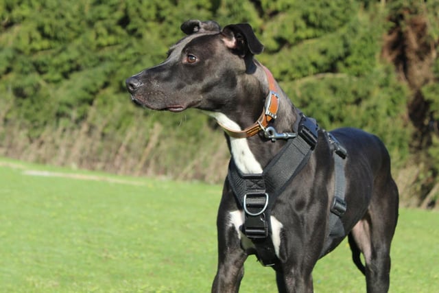 If you're looking for a fun and energetic dog and have a real passion for training, then let us introduce you to Beau. He's a 1-year-old Lurcher who is bursting with potential. A very unsettled start to his life has left him with some anxieties that his new family will need to understand and help him work on. He's a very friendly lad and likes plenty of fuss and attention but can get overly giddy. Being rather strong, this does mean that being around young children wouldn't be suitable.