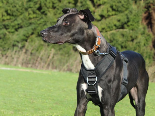If you're looking for a fun and energetic dog and have a real passion for training, then let us introduce you to Beau. He's a 1-year-old Lurcher who is bursting with potential. A very unsettled start to his life has left him with some anxieties that his new family will need to understand and help him work on. He's a very friendly lad and likes plenty of fuss and attention but can get overly giddy. Being rather strong, this does mean that being around young children wouldn't be suitable.
