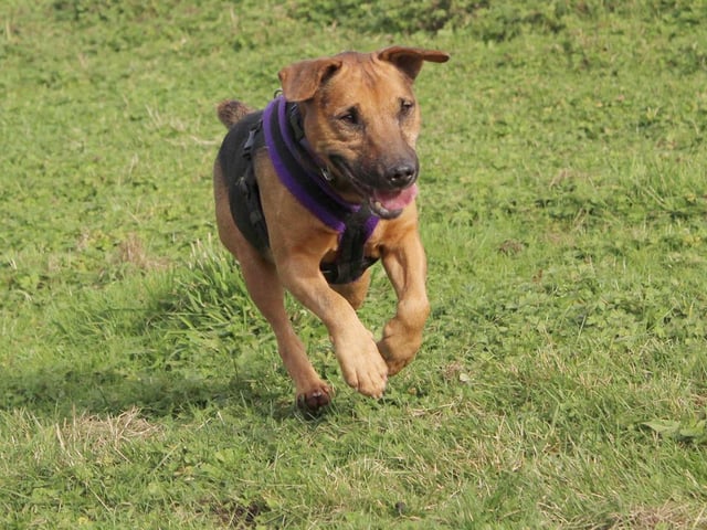 Taz is the absolute poster boy for all things Terrier! He's got loads of fun personality and loves the outdoors, but he's not one for too much hands on fussing. Once he really knows you, he does show an affectionate side, but he likes to be in control of any physical contact, so when he shows you he wants to have some alone time, just let him chill. At 10 years old he still has lots of life and energy in him. He loves walkies, is very happy doing training tasks and is always happy if there's a stuffed toy for him to destroy (like any good Terrier!) He has a history of being housetrained but will likely need a refresher as he settles into his new life.
