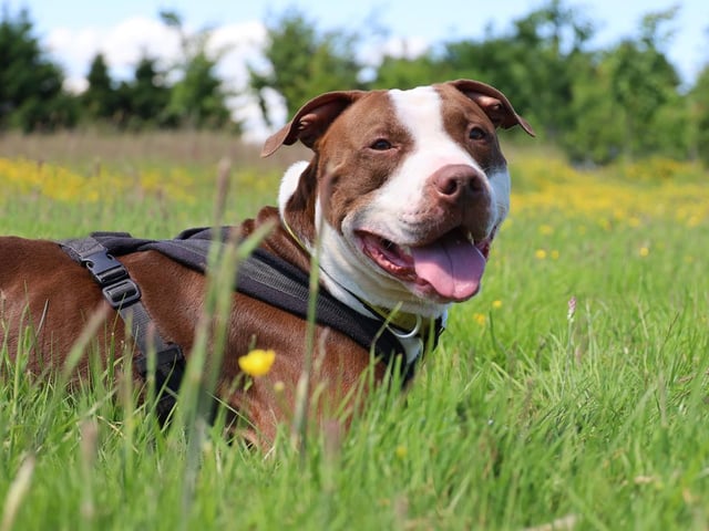 Although big in stature, Bruno is a sensitive chap and there are several things in life that worry him. Sudden noises and being left on his own are two such things, so he is looking for a home in a quiet environment with owners who will let him settle in his own time, and gradually build his confidence about being left on his own. He is also worried about car travel, but this has been improving with training (we said he was smart!). The thing that worries Bruno the most, is other dogs. Bruno needs to wear a muzzle when he is out and about on walks, and he needs a home with no neighbouring dogs on either side so that he can chill out and relax in his own garden.