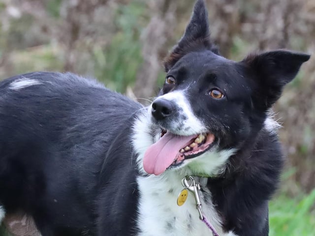 Calling all rural homes! Gorgeous May is one of life's worriers, and after much deliberation, she has decided that city life is not for her. Upon viewing many episodes of 'Location, Location, Location', she's set her sights on a retirement home in the countryside and she's now hoping to find a family that will help her achieve her dream. A quiet home with lots of garden space, so that May can continue with her hobby of 'gardening' (some might describe the hobby as 'digging')... so she'll need a family who are happy for her to have some say in the garden arrangement!