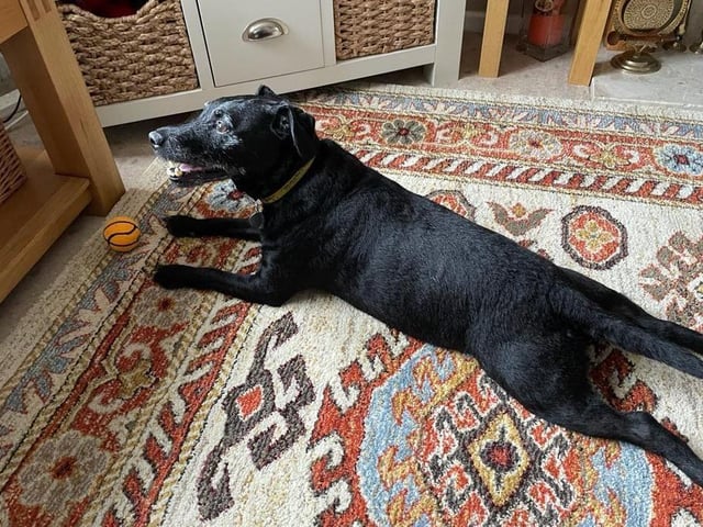 Billy is looking for a home where his owners are around all of the time. He will need a longer settling in period until he feels comfortable. Owners with experience of the Patterdale breed would be ideal and also willing to help Billy with some basic training. He will need to be walked in quieter dog populated areas but he is friendly with dogs once he has settled in. Billy is an active boy and loves his walks, he will also need a secure garden where he can burn off some energy. Billy is friendly with people and could live with sensible children over the age of 12 years.