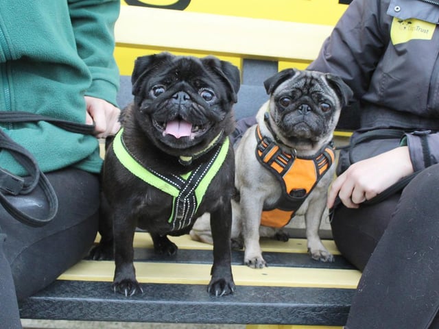 Lulu (black) and Pippa (fawn) are an adorable pair of 7 year old pugs. They are the best of friends and like to snuggle up together in the same bed so we are looking for owners who will be happy to take them both. They are very friendly girls with big personalities and are happy around dogs too. They would prefer not to share their home with existing dogs though but have previously lived with a cat. Children 14 and over should be fine.
