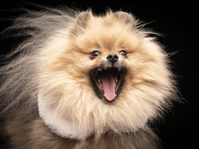 Mr Darcey, the Pomeranian dog, during the Victorian Christmas themed Furbabies Dog Pageant at Collingham Memorial Hall, Leeds.