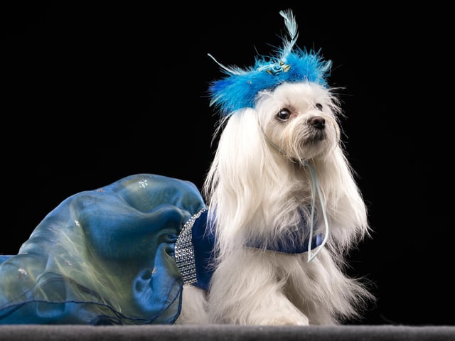 Missy the Maltese dog, during the Victorian Christmas themed Furbabies Dog Pageant at Collingham Memorial Hall, Leeds.