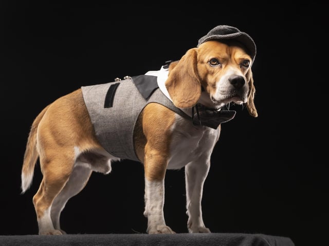 Barney the Begal dog dresses as a Victorian Chimney Sweep, during the Victorian Christmas themed Furbabies Dog Pageant at Collingham Memorial Hall, Leeds.
