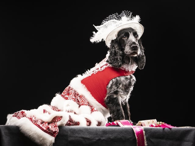 Mia the Cocker Spaniel who won 1st place in Queen Bell category, during the Victorian Christmas themed Furbabies Dog Pageant at Collingham Memorial Hall, Leeds.
