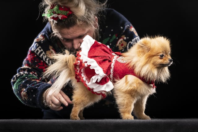 Amy Sullivan with Tallulah, the Pomeranian dog, during the Victorian Christmas themed Furbabies Dog Pageant at Collingham Memorial Hall, Leeds.