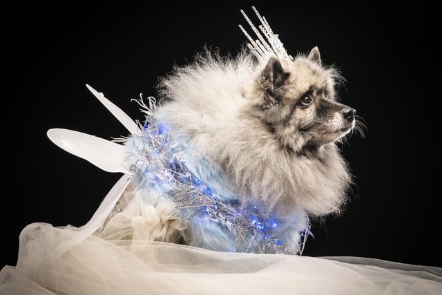 Keisha, the Keeshond dog, who is dressed as the Ghost of Christmas Past, during the Victorian Christmas themed Furbabies Dog Pageant at Collingham Memorial Hall, Leeds.