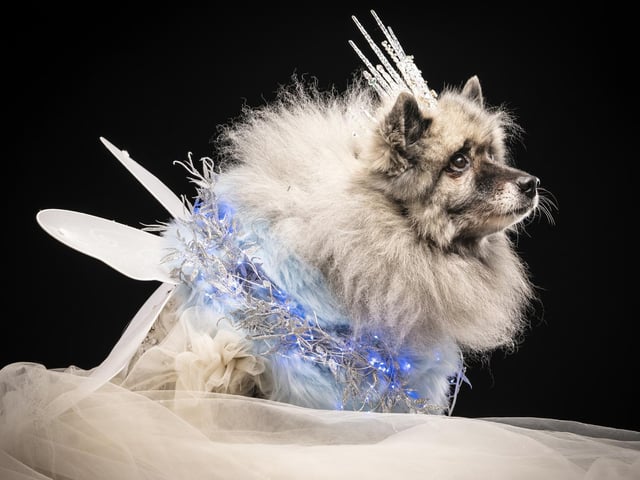 Keisha, the Keeshond dog, who is dressed as the Ghost of Christmas Past, during the Victorian Christmas themed Furbabies Dog Pageant at Collingham Memorial Hall, Leeds.