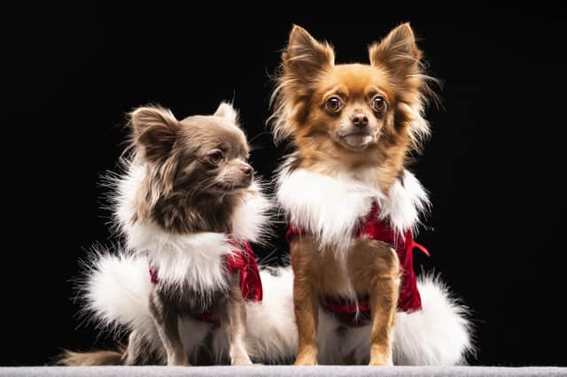 This year the popular pageant saw owners dress up their pups in some of the finest Victorian-style doggy clothing.