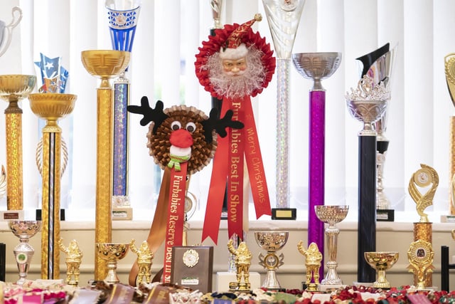 Trophies for the Furbabies Dog Pageant displayed at the Collingham Memorial Hall, Leeds.