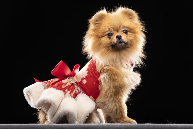 Tallulah, the Pomeranian dog, during the Victorian Christmas themed Furbabies Dog Pageant at Collingham Memorial Hall, Leeds.