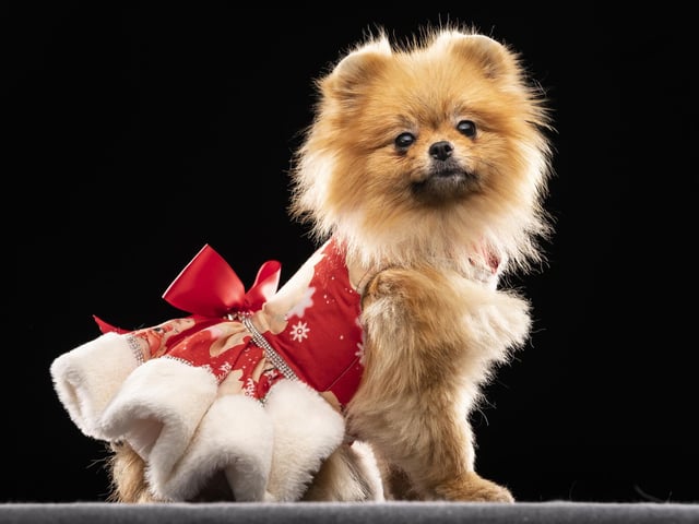 Tallulah, the Pomeranian dog, during the Victorian Christmas themed Furbabies Dog Pageant at Collingham Memorial Hall, Leeds.