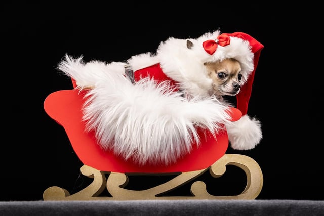 Dolly the Chihuahua, during the Victorian Christmas themed Furbabies Dog Pageant at Collingham Memorial Hall, Leeds.