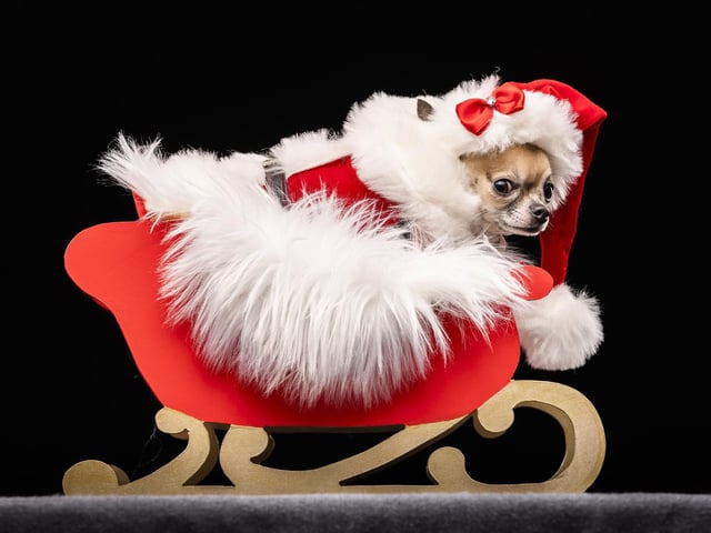 Dolly the Chihuahua, during the Victorian Christmas themed Furbabies Dog Pageant at Collingham Memorial Hall, Leeds.