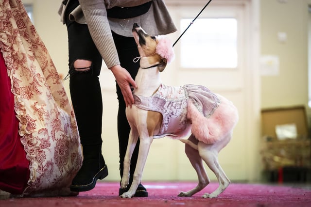 A dog walks down the catwalk, during the Victorian Christmas themed Furbabies Dog Pageant at Collingham Memorial Hall, Leeds.