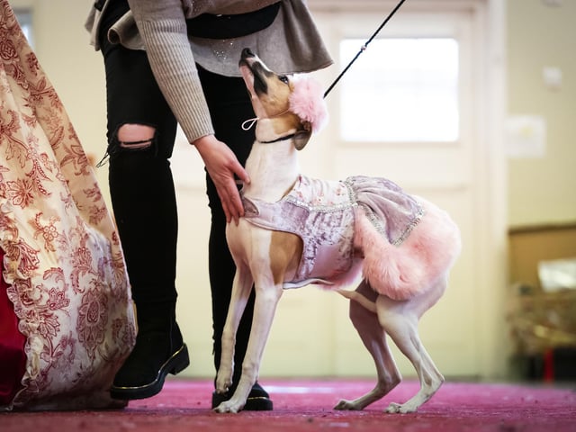A dog walks down the catwalk, during the Victorian Christmas themed Furbabies Dog Pageant at Collingham Memorial Hall, Leeds.