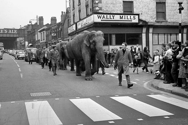 Robert's Circus elephant parade on Wallgate, Wigan, in 1969