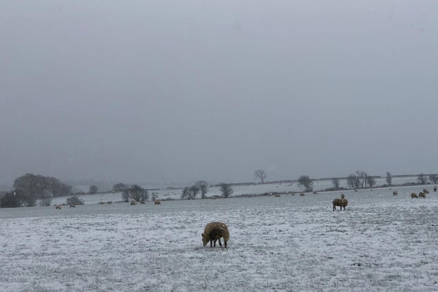 Snowy scenes in Nidderdale, taken by Ann Morris.