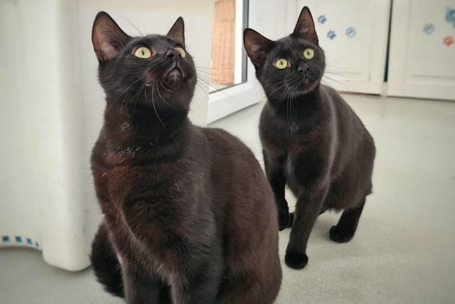 Age: One
These bonded sisters are looking for a home together. Daisy is the quiet one of the pair, while Mittens is more outgoing. They would make great family cats, open to families with responsible children over 10.

Contact: Furry Tails Feline Welfare on 01253 839500