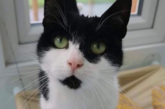 Age: One
Ellie was found wandering the streets in Layton in September. Loving and playful, she has sadly been overlooked in favour of younger, more unusual-looking cats. She would be well suited to family life, and is friendly with responsible children.

Contact: Furry Tails Feline Welfare on 01253 839500