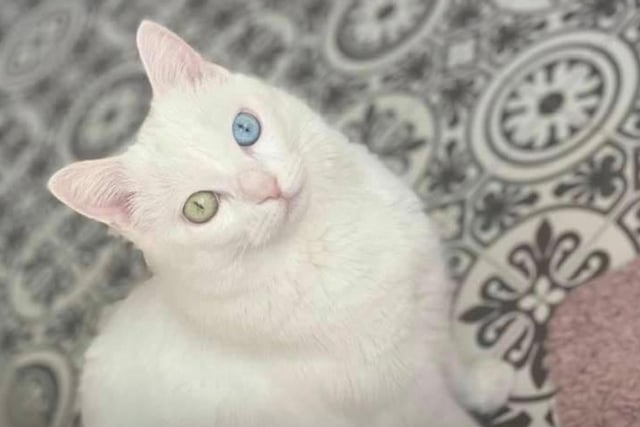 Age: Seven
Handsome Dimitri is looking for an understanding home that can accommodate his special needs. Like many white cats, he is deaf, and easily startled by things unexpectedly popping into his field of vision. Once a family pet, Dimitri was surrendered to a rescue because of his white fur shedding and causing a mess.
He needs an experienced owner in a quiet home with no other cats or dogs, which could scare him.

Contact: Furry Tails Feline Welfare on 01253 839500