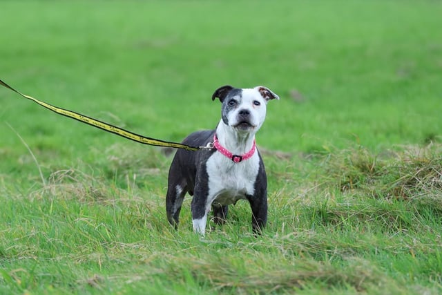 At 12 years young, Smiler prefers the quieter things in life and is looking for a relaxing home in which she can retire with someone around most of the time to keep her company. She is a very affectionate girl who loves a sofa snuggle and is content with short walks close to home. Smiler would prefer a quiet household with adults or sensible children over 14 years old. She is unable to walk very far but enjoys short potters away from other dogs. She walks nicely on lead but does not like dogs approaching closely and is currently undergoing training to get her used to wearing a muzzle.