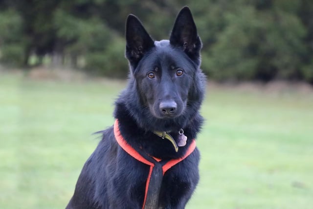 Finn is a stunning 2yr old German Shepherd who, in the right hands, is an absolute pleasure to be around. Sadly, he's had an unsettled time in his younger life, and this has left him lacking confidence. His anxieties tend to show themselves in his behaviour and when he's worried, he can get a little giddy. Our training and behaviour team have been working hard with Finn to help him learn more self-control and he's come a long way with this. It will take him a long time get used to a new life as he really struggles to settle, but in time, when he understands his routine, he is a very friendly, fun and affectionate dog who loves to be around his favourite people. He is very intelligent and loves to train. He is also fine around other dogs but can sometimes forget his manners! Although he can't share his home with Cats or smaller pets, there is potential for him to share his home with another similar dog who will cope with Finn's relentless play style!