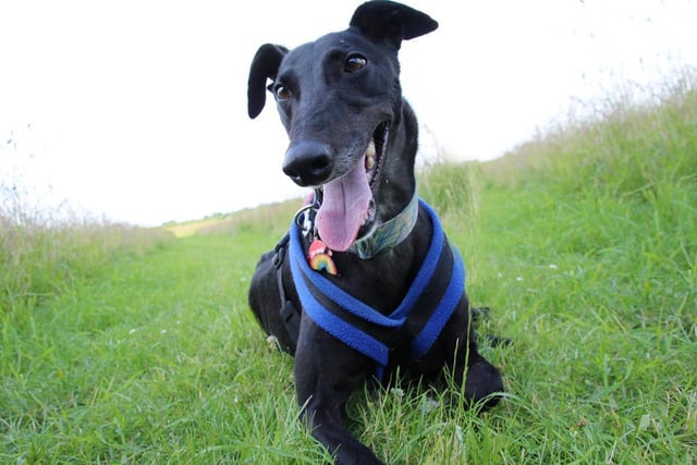 Eddie is a 5yr old Greyhound who since retiring from his racing career is looking for a new home to put his paws up in! He's everything you'd want in a long dog! Graceful, friendly, playful, very loving, and super handsome to boot. He walks perfectly on lead and really enjoys his adventures. Like all ex-racers, he happily wears his muzzle out and about. He's completely manageable around other dogs but doesn't like to share the limelight so he's looking for a home as the only pet. He's housetrained already and loves chilling on the sofa, so once he's settled in his new home, you'll have a sofa buddy for life!