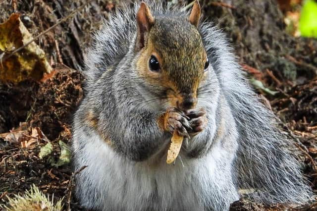 Squirrel in Thornes Park, Wakefield, by Sue Billcliffe