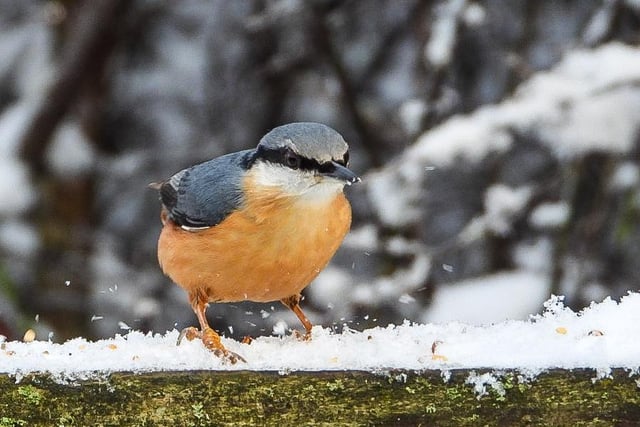 Nuthatch in the snow at Anglers Country Park, Wintersett, by Sue Billcliffe