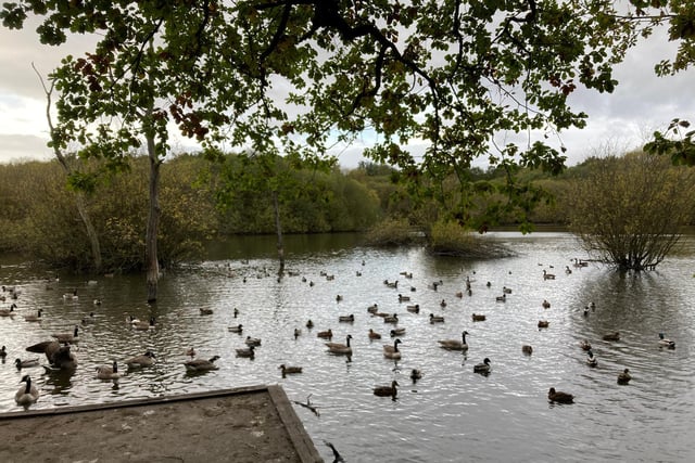 Swans and ducks out in force on Stanley Marsh, by Alan Barnes