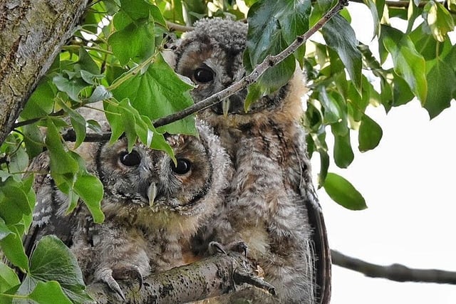 Baby tawny owls, by Ade Nicholson