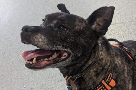 Dodger is a giddy and happy ol’ boy who loves everyone he meets. After living on the streets, he's now looking for a life of luxury - a big comfy bed (or sofa) to spend his evenings on after a busy day of short walks, brain teasers and play time.