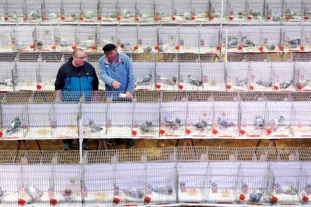 The Royal Pigeon Racing Association's British Homing World Show of the Year at The Winter Gardens in Blackpool, 2018