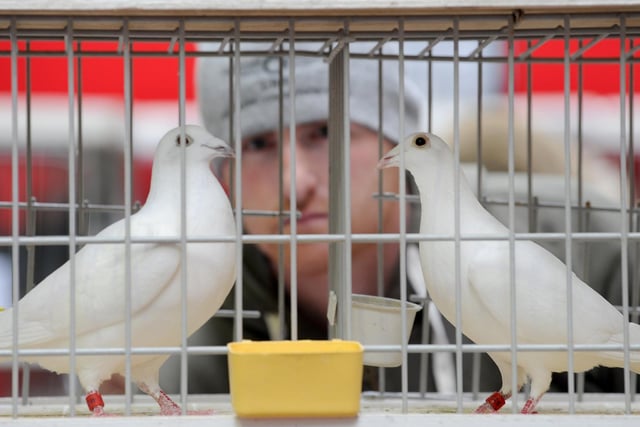More than 2,000 top racing pigeons from across the UK will be judged over the course of the two-day extravaganza, which will also have trade stands, auctions, groups and organisations on display, and an area for young pigeon fanciers to find out more about breeding and competing birds.
