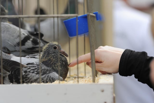 Dubbed the ‘Crufts of the pigeon world’, the British Homing World Show of the Year has 37 categories that birds will be judged in, including ‘Best in Show’, ‘Best Racing Pigeon’, ‘Best Show Racer’ and, most importantly, the 'Supreme Champion' of the United Kingdom and Ireland.