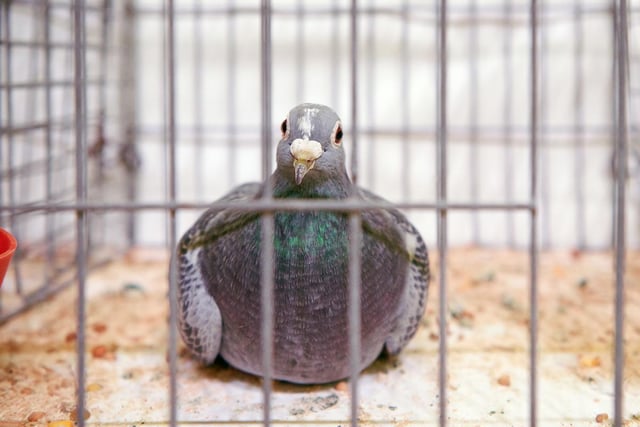 The first British Homing World Show of The Year was hosted at the Doncaster Racecourse Complex in 1972, and it has now grown to become one of the biggest calendar events for people who breed and race pigeons.
Picture by Anne-Marie Michel