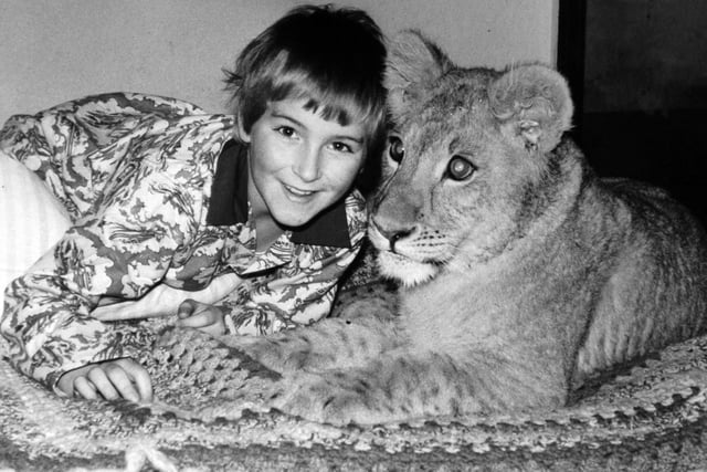 How roarsome is this? Lisa the lioness was living with young Carl Denver at his east Leeds home in December 1977.