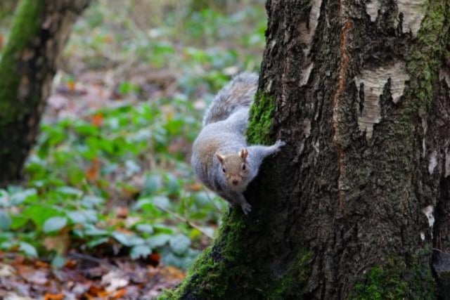 Jay Bolt photographed a squirrel at Newmillerdam.