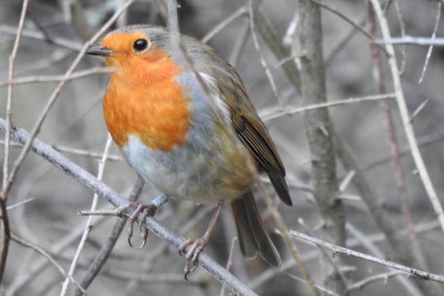 Steve Turner took this great photo of a Robin in the park.