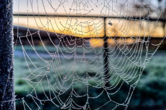 Sue Billcliffe shot these pretty cobwebs with little beads of water at Anglers Country Park.