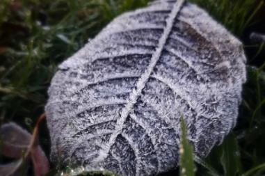 Hercules Morse shared this photo of the morning's dew and frost.