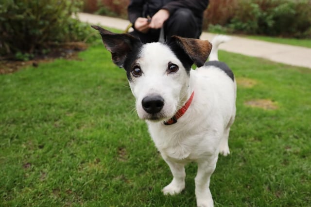 Toby is a gentle old soul looking for a quiet retirement home. He is a dream to walk and still likes to be out for a good walk. Toby (10) is a little hard of hearing and can get spooked if something takes him by surprise so no young children (14 and over should be fine). Toby is polite with dogs and will say a quick hello, for now Toby would prefer to be the only pet in the house hold. Once settled in Toby should be fine on his own as long as he has somewhere comfy for a quick snooze.