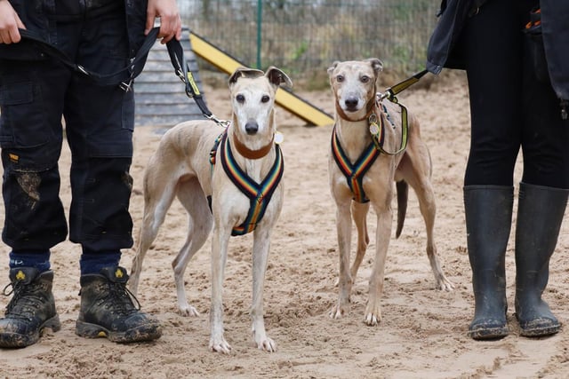 Dapper and Mouse are just the loveliest pair of Lurchers who have a very special bond. They were both found straying together and having been through so much we would love them to stay together in their new home. Dapper (4) is the less confident of the two but gains a lot of confidence from being around Mouse. Mouse (10) loves human contact and warms up quickly to new people whereas Dapper chooses to take his time. They both love the car and will happily travel for a nice country walk.