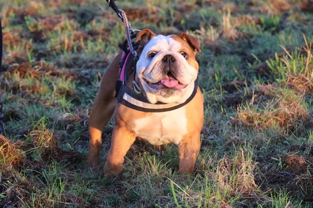 Ruby (2 years) is a real sweetheart and very friendly and affectionate with familiar handlers. She is a little anxious at the moment and needs owners who have experience of the breed as she will require a bit of ongoing training which our staff will happily assist with. Ruby needs a secure garden to mooch about in and also as she is not fully house trained yet.